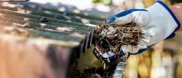 Pine Needle Gutter Cleaning in Durham